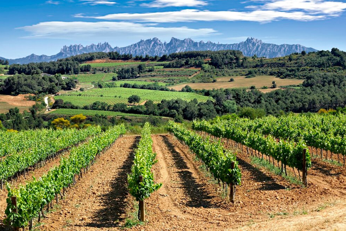 Vinyes-amb-Montserrat